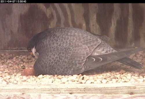 A peregrine falcon and an egg in the nest box