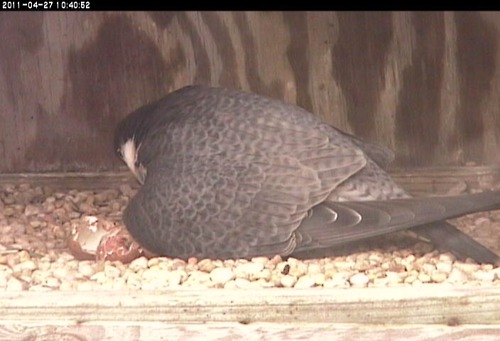 A peregrine falcon and an egg in the nest box