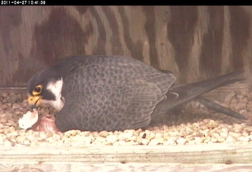A peregrine falcon and an baby in the nest box
