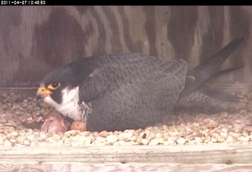 A peregrine falcon and an baby in the nest box