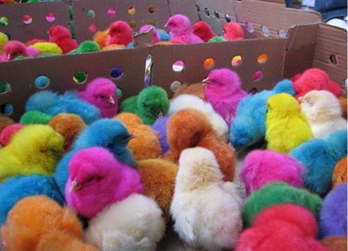 Cute Pictures Baby Chicks on So Cute   D