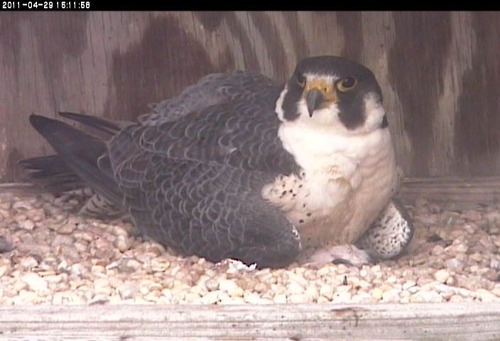 An image of an adult peregrine falcon brooding the chick that has hatched from the last egg