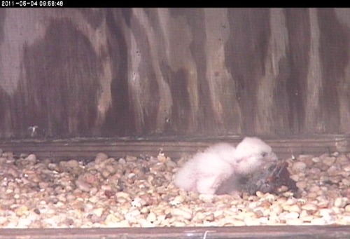 Newly hatched peregrine falcon chick