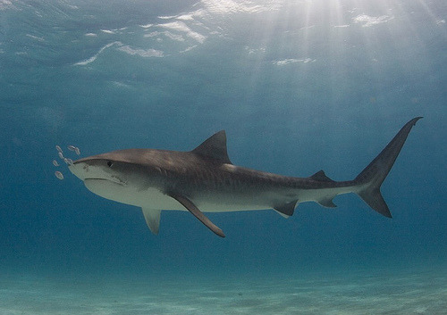 Sand Tiger Sharks are also known as Grey nurse sharks are rather slow moving