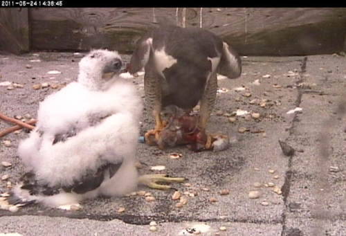 An adult peregrine falcon feeding their chick