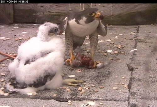 An adult peregrine falcon feeding their chick