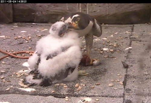 An adult peregrine falcon feeding their chick; in the act of placing the meat in the baby's beak