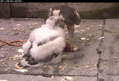 An adult peregrine falcon feeding their chick; in the act of removing meat from the prey
