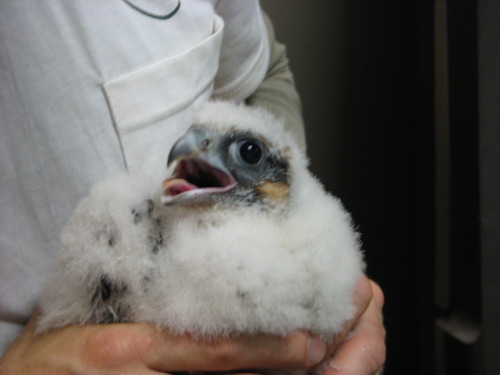 The young female peregrine falcon chick that was banded