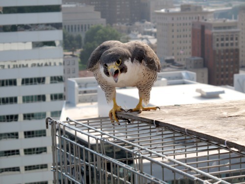The female peregrine falcon watching the DWR empolyees