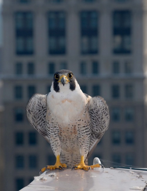 The female peregrine falcon looking directly into the camera