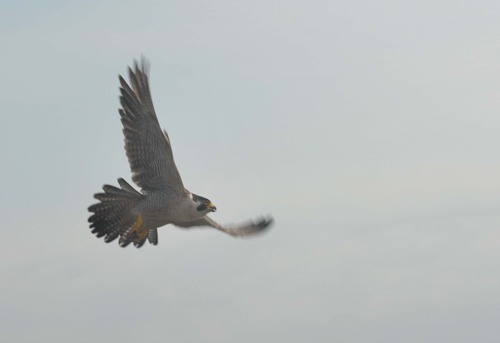 The female peregrine falcon in flight