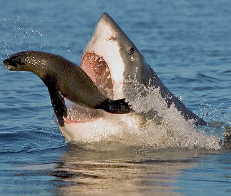 big shark hungry shark
