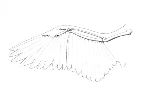 If you are drawing wings pay attention to where the shoulder the elbow 