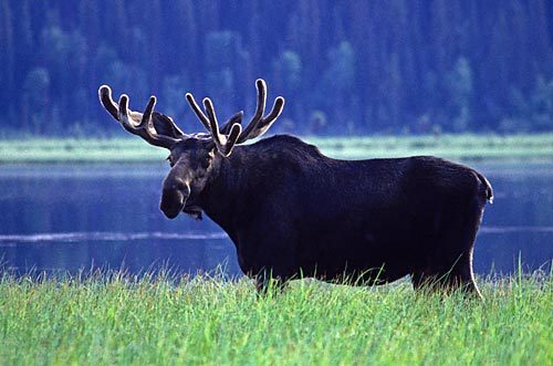 Picture of a Moose