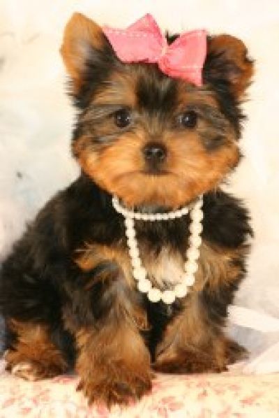 yorkie puppies for sale tumblr yorkie puppies 400x598