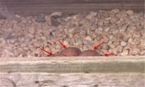 Four eggs in the peregrine falcon nest box highlighted with red arrows