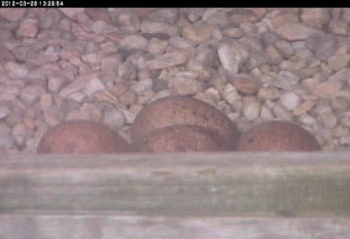 Four peregrine falcon eggs in a nest box