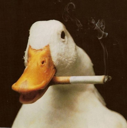 Smoking duck