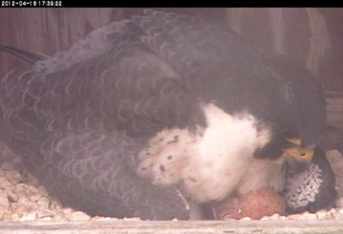 An adult peregrine falcon sitting on their egg