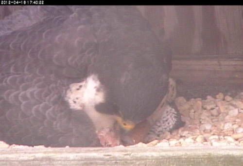 An adult peregrine falcon sitting on their new hatched chick