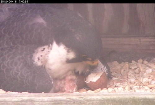 An adult peregrine falcon sitting on their hatching egg