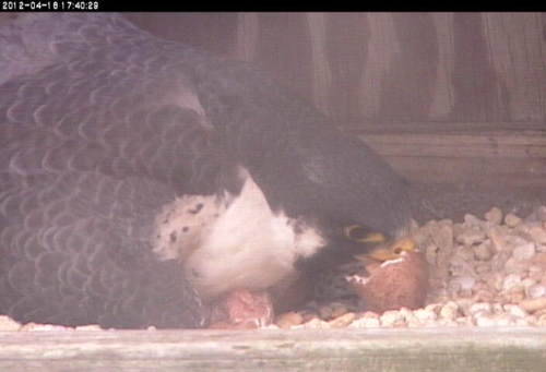 An adult peregrine falcon eating the residual egg yolk from the hatched egg