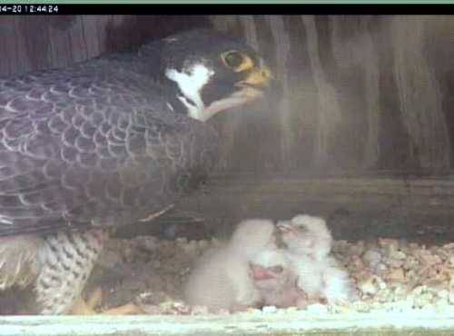 Three peregrine falcon chicks in a nest box with a parent