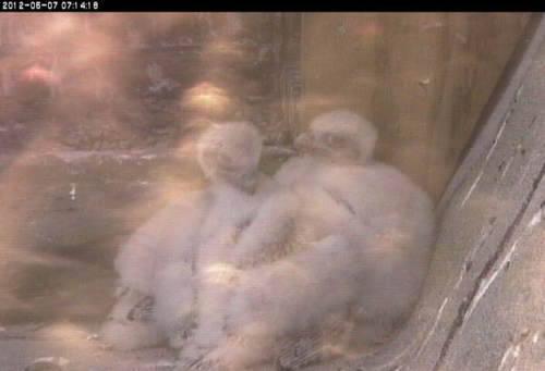 An image of thee young peregrine falcon chicks in a nesting box
