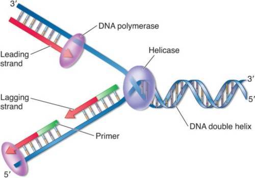 Which Of The Following Synthesizes Short Segments Of Dna During Replication