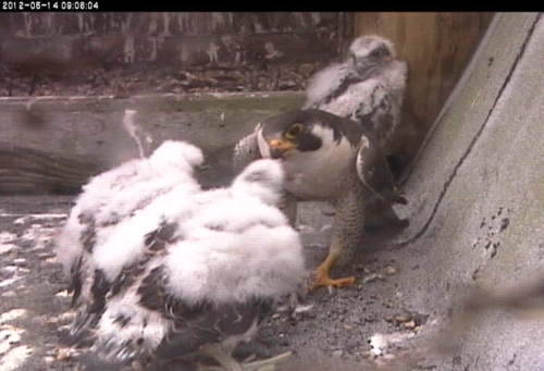 The three peregrine falcon chicks; with downy plumage but flight feathers coming in; banding is scheduled to occur soon