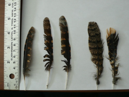 The feathers of a mystery bird that will be identified in a later post