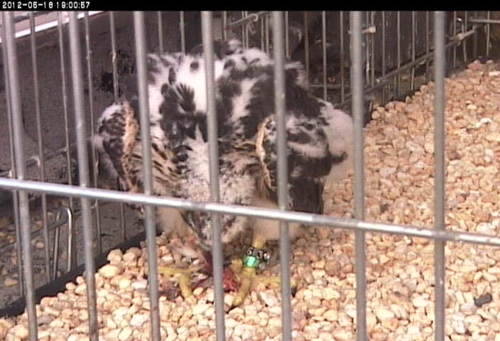 A peregrine falcon chick eating meat inside his flight cage