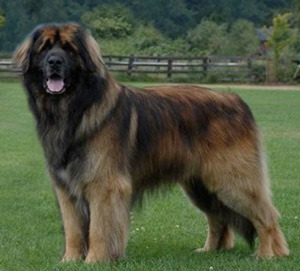 leonberger this humongous breed was created by heinrich