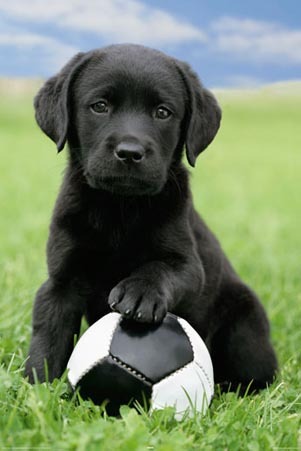  Puppies on Black Labrador Puppy