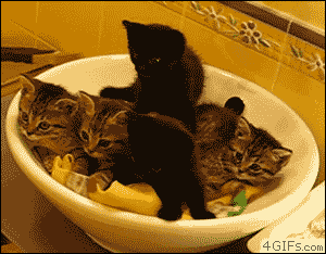Kitten random images thread Tumblr_m80154tMLW1qb16dx.gif