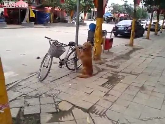 videohall:  Awesome Dog guards ownerâ€™s bike for him  >