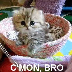 Gif of a kitten with the caption "C'mon bro"