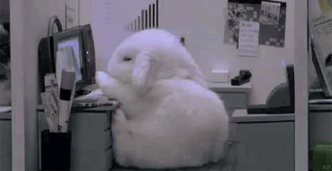 Sleepy Bunny at a computer