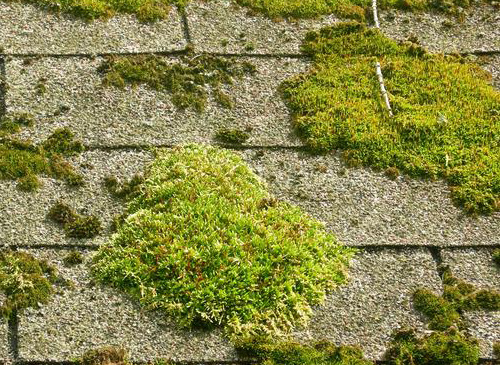 Mold and Algae on Your Roof