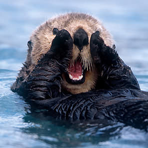Cute Otters