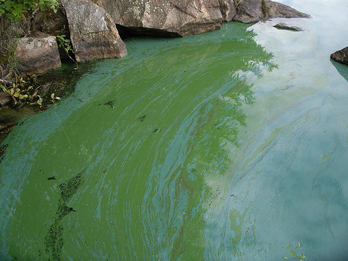 pictures of cyanobacteria