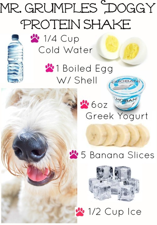 healthy homemade dog treats protein shake
