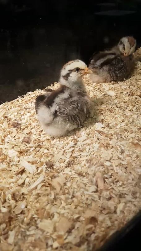 the-gay-u-cant-catch:  Kouki is growing up!!ðŸ˜„ sheâ€™s still the smallest thoughðŸ’•. She has new wing and back feathers!!@im-homestucked  Oh my god oh my godddd â™¡â™¡ SHE’S SO CUTEI’m glad she’s doing fineâ™¡  and she has the best