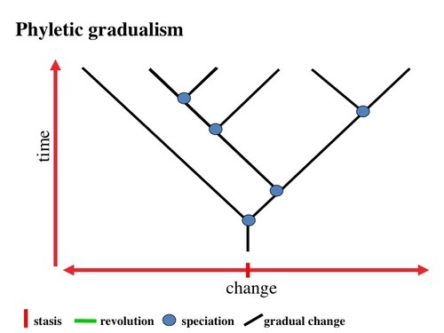 Phyletic gradualism