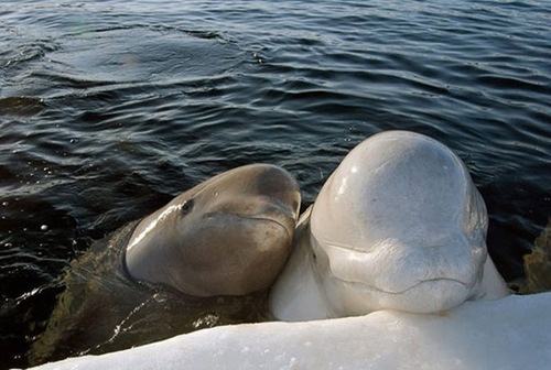 Big beautiful beluga