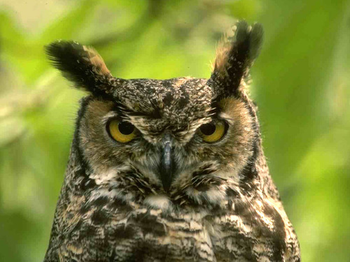 Young great horned owl