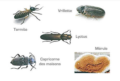 charpente insectes xylophages
