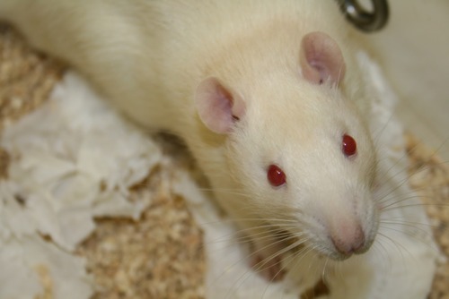 Leptospirosis rats