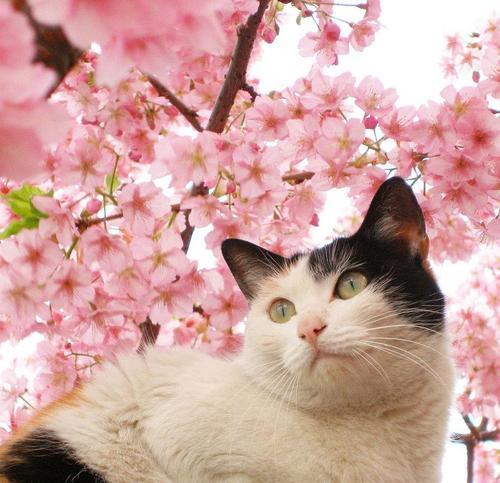Ebony cherry blossoms
